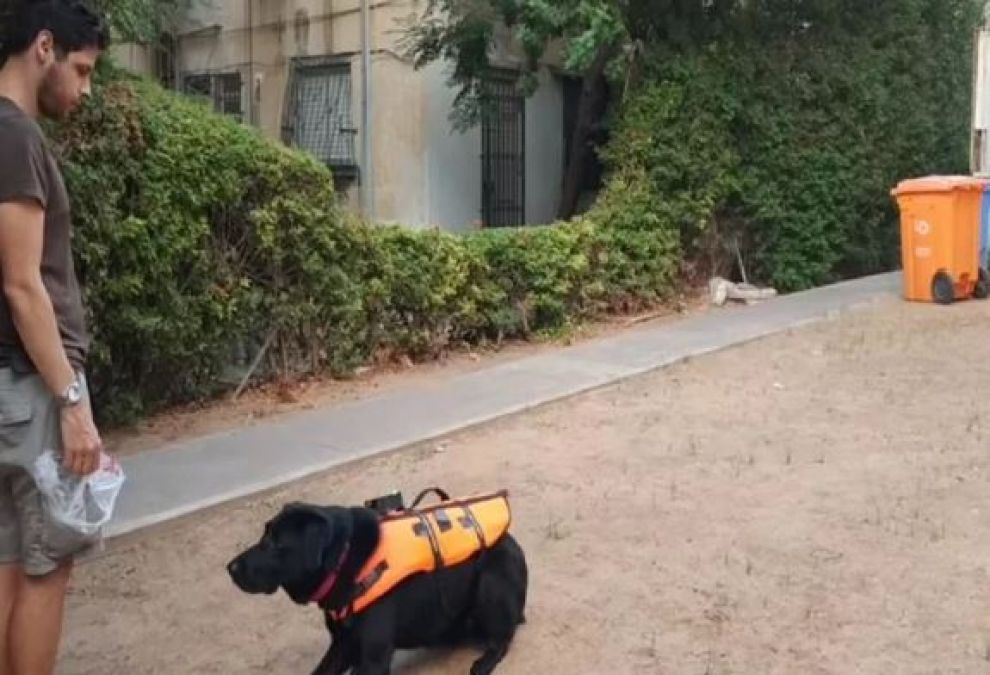 Scientists Invent Haptic Vest to Control Dogs Remotely
