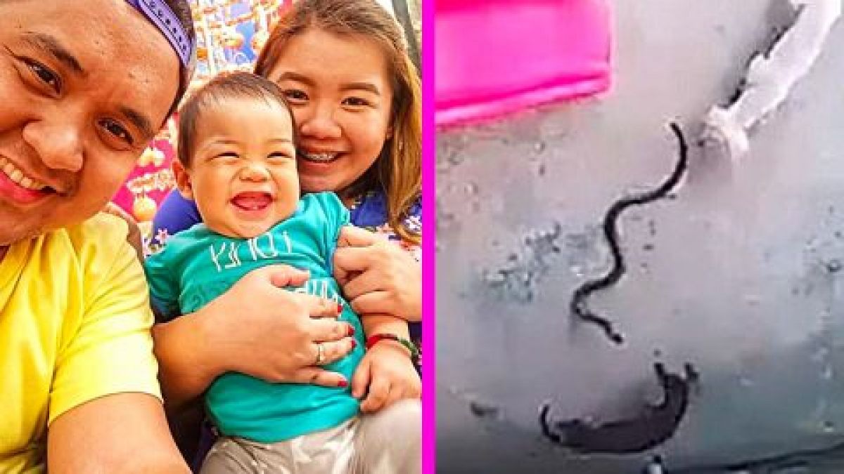 Dogs crowded with poisonous cobra to save baby girl's life, watch video
