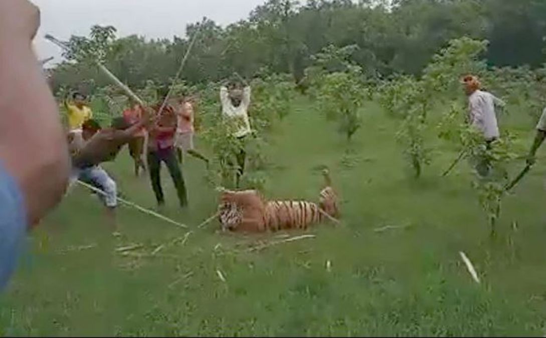 रिपोर्टिंग और कमेंट्री करते हुए बाघ को उतार दिया मौत के घाट, देखें दिल दहलाने वाला वीडियो