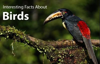 पीछे की ओर भी उड़ सकता है ये पक्षी, जानें पक्षियों के बारे में रोचक जानकारी