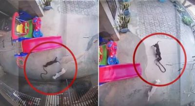 बच्ची की जान बचाने के लिए जहरीले कोबरा से भीड़ गए कुत्ते, देखें वीडियो
