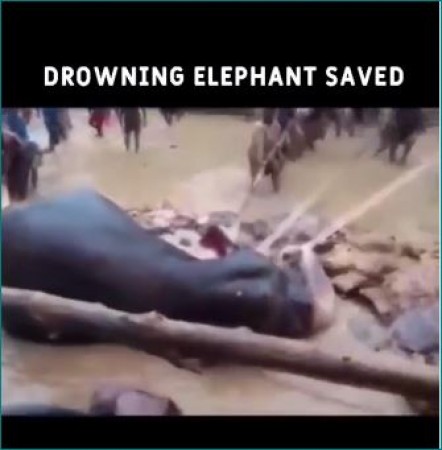 VIDEO: Tiny 'Elephant' trapped in water, this happened when people came to rescue