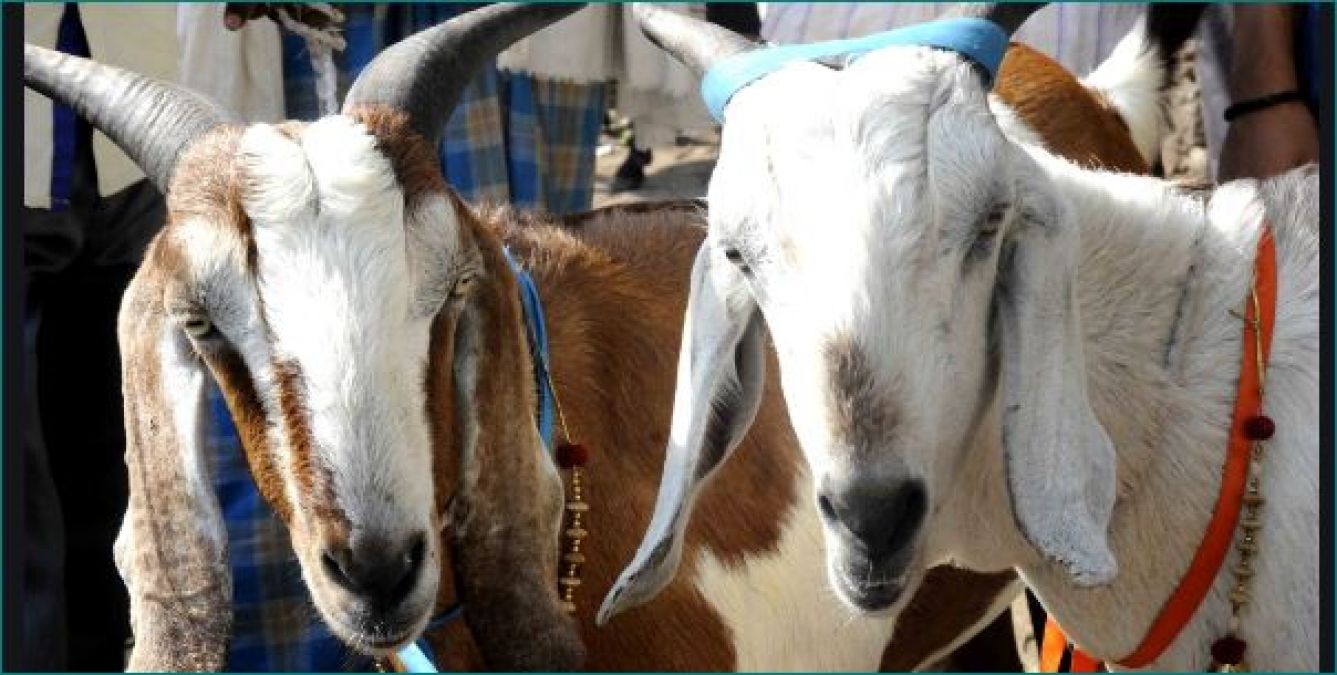 Kanpur Police arrested goat for not wearing mask and roaming freely on the street