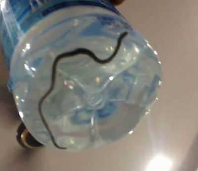 OMG: Snake enters into a man's mouth while drinking mineral water