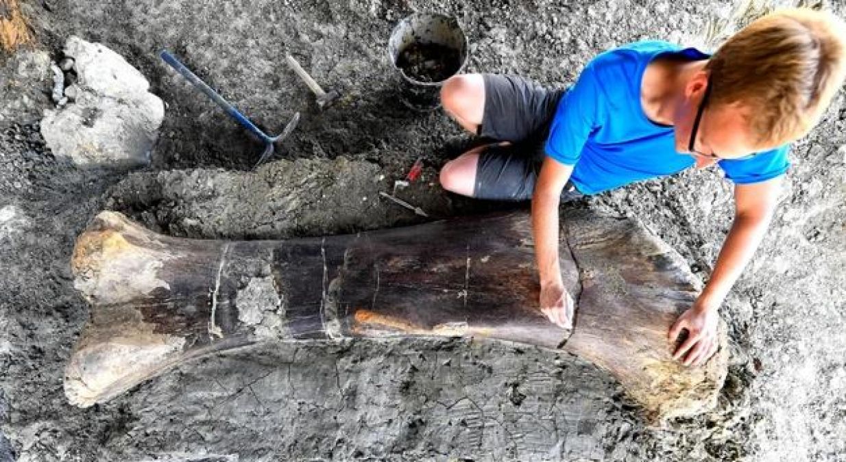 Gigantic 500 kg dinosaur bone found in France