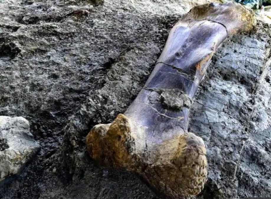 Gigantic 500 kg dinosaur bone found in France