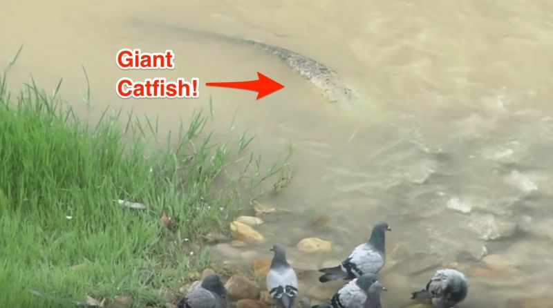 Video : उड़ते पक्षी का शिकार करती है ये मछली