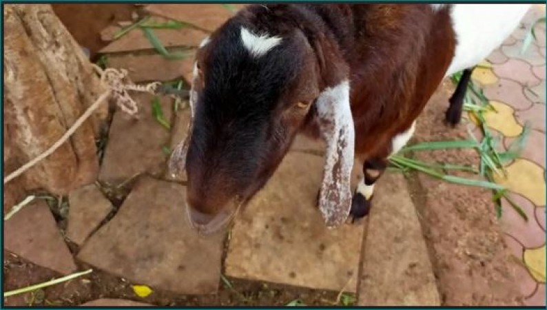 Moon is made on the head of this goat, getting bids of lakhs