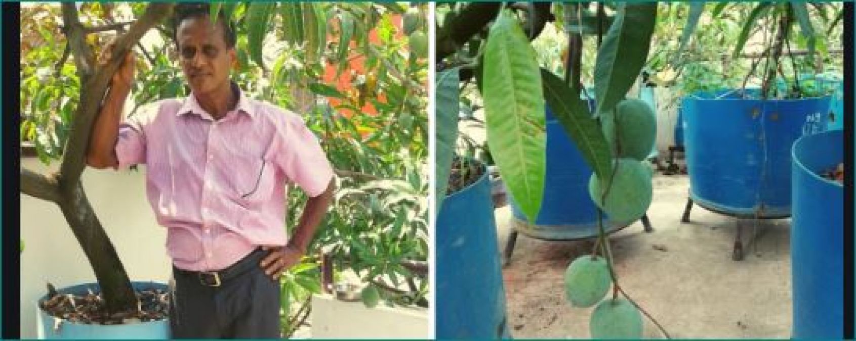 This young man grows over 40 varieties of mangoes on his roof