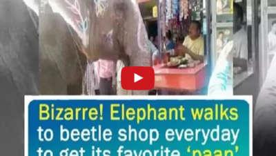 Video : पिछले 14 सालों से रोज पनवाड़ी का पान खाता है ये हाथी