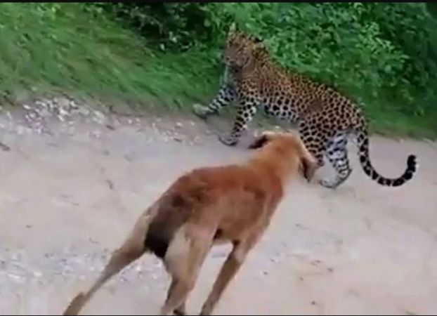 कुत्ते ने बचाई मालिक की जान, बाघ को किया चारों खाने चित