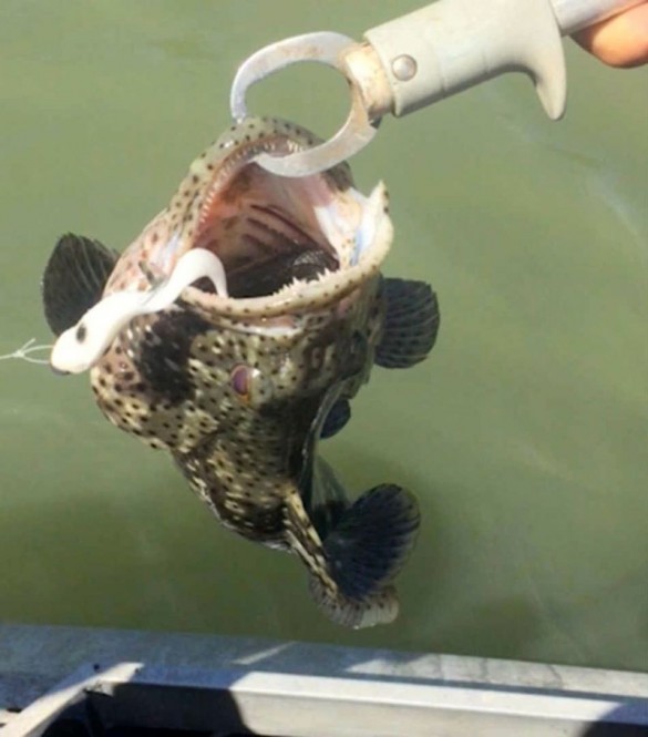 OMG! Snake alive from the mouth of the fish, and then...