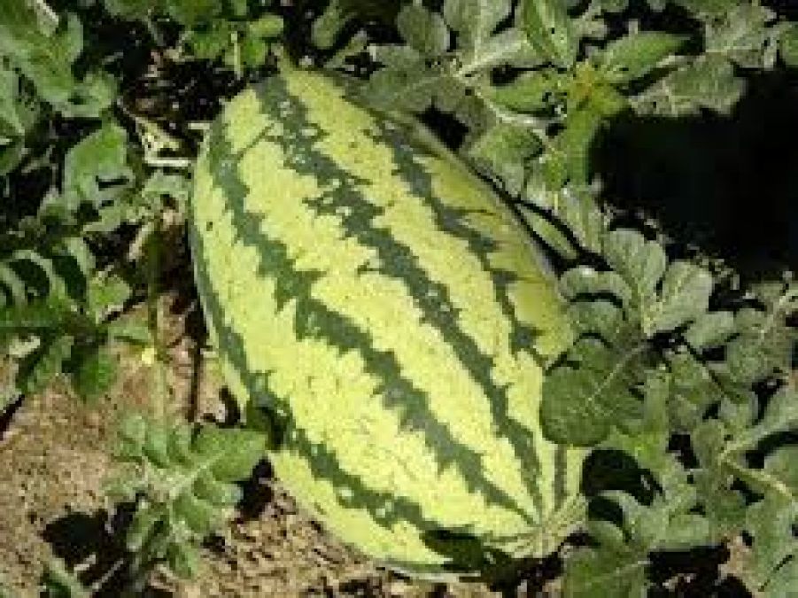 Thousands of soldiers had died due to a watermelon
