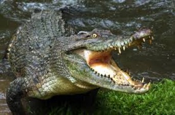 Catching a crocodile cost dearly to policemen, watch shocking video here