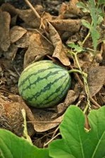 Thousands of soldiers had died due to a watermelon