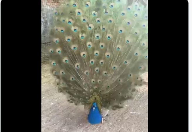 Video: Have you ever seen a peacock slow motion dance, watch today