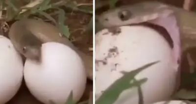 Hungry & scary snake prayed on eggs, watch video