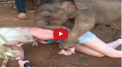 Video : मसाज के बीच लड़की के साथ शर्मनाक हरकत करने लगा हाथी