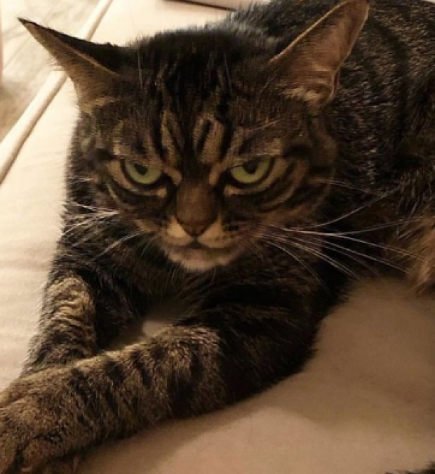Angry cat's video goes viral, watch the video here