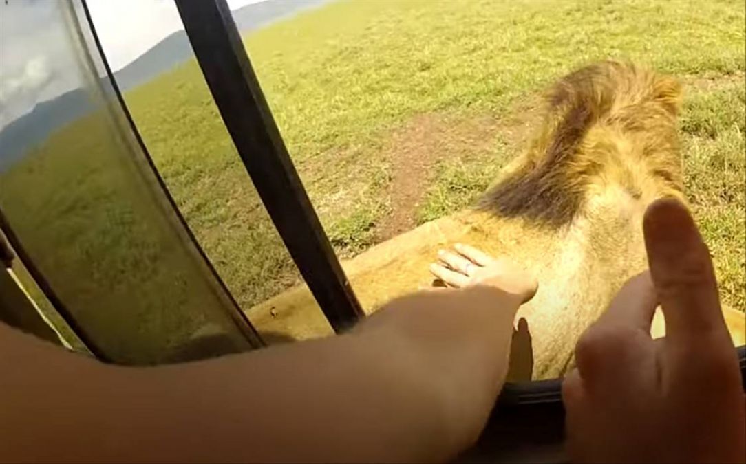 This happened when tourist leans out of open window to touch lion