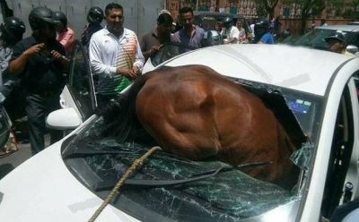 गर्मी सहन नहीं कर पाया और कार का कांच तोड़कर घोडा जा घुसा कांच में, वीडियो हुआ वायरल