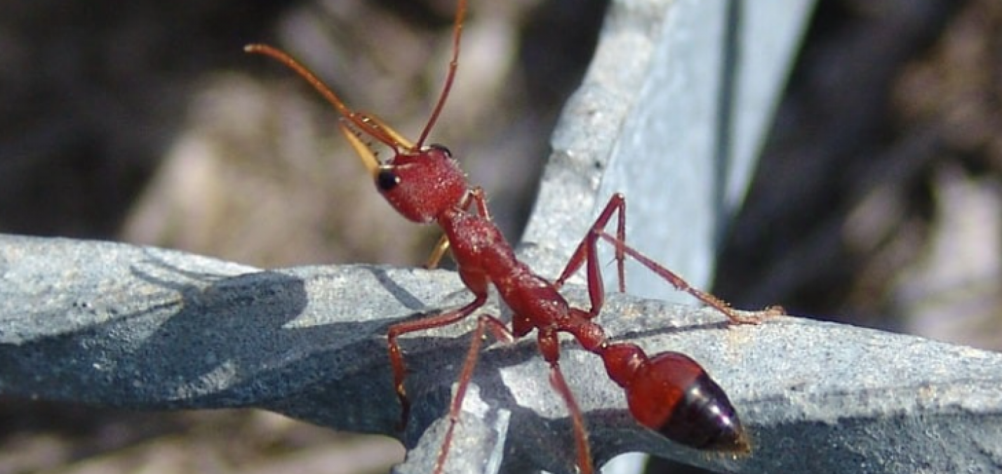 This is the world's most dangerous ant, one bite can kill you!