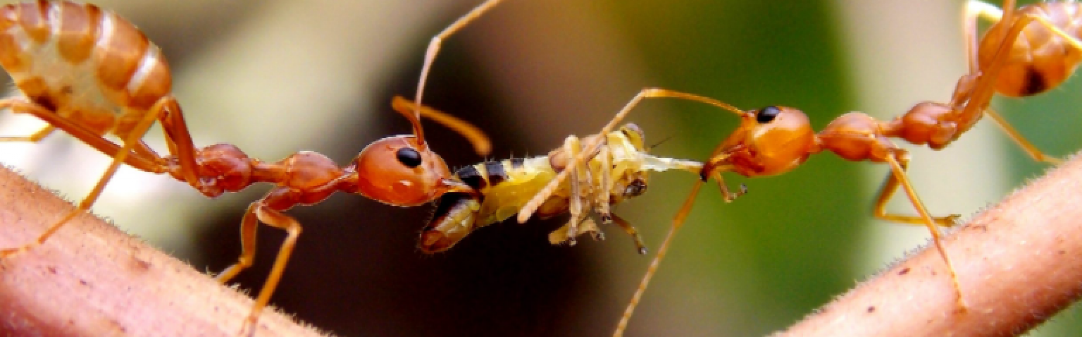 ये है दुनिया की सबसे खतरनाक चींटी, काट ले तो जा सकती है जान
