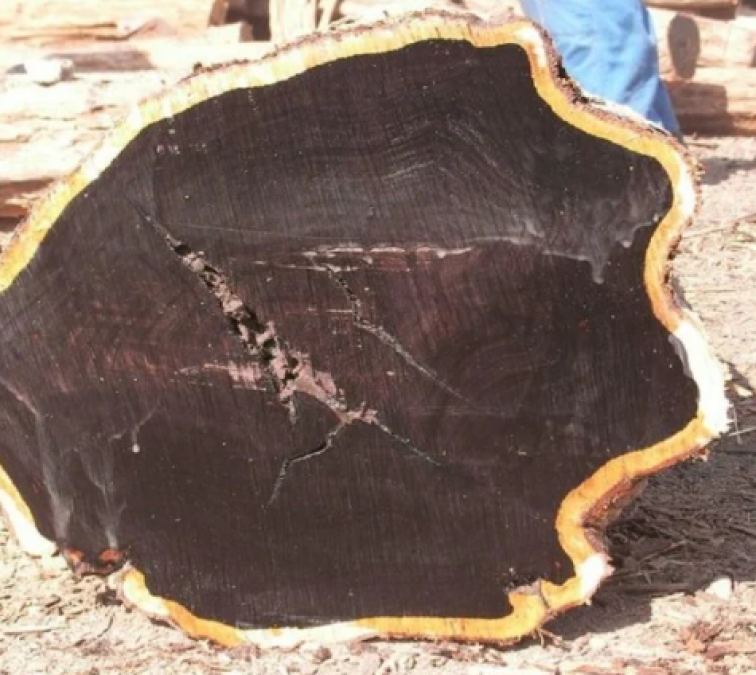 This is the most expensive wood in the world, your mind will blow after knowing her cost per Kilogram