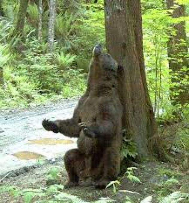 Why Bear rub or scratch their back with tree?