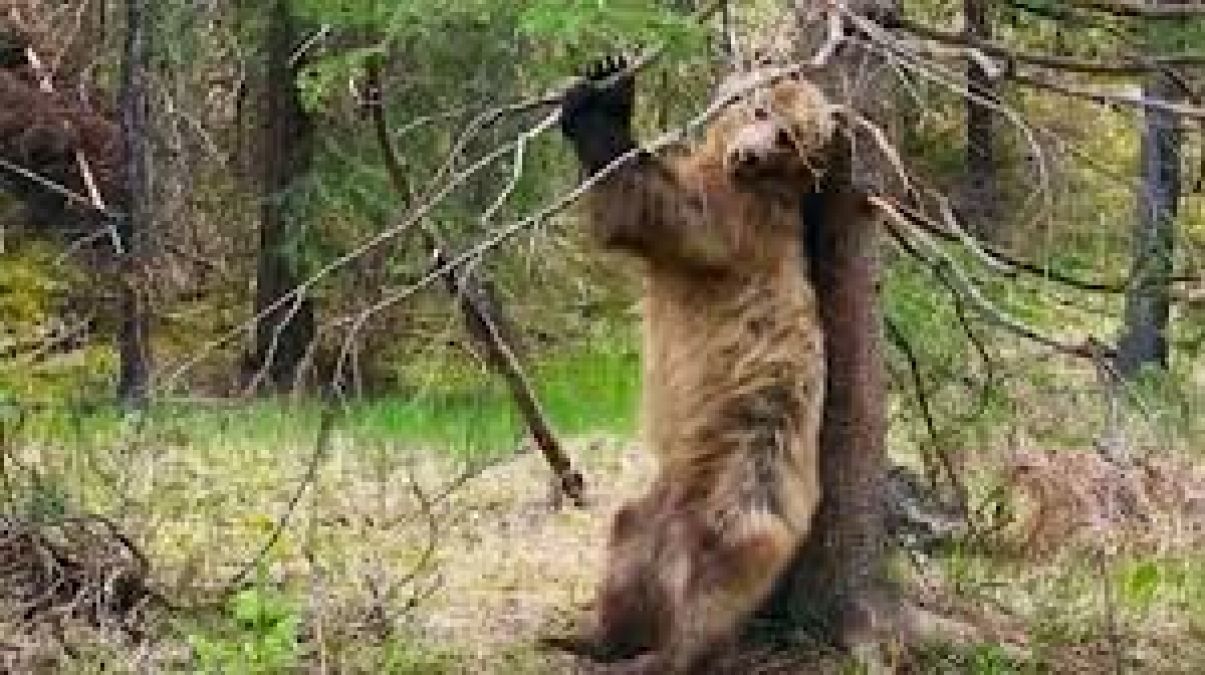 Why Bear rub or scratch their back with tree?