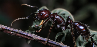 ये है दुनिया की सबसे खतरनाक चींटी, काट ले तो जा सकती है जान