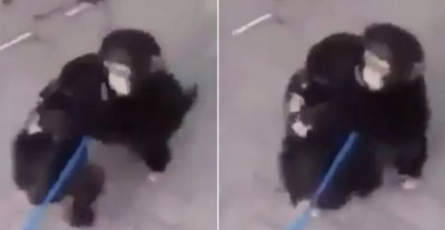 Video: सालों बाद मिले दो बिछड़े चिंपांजी भाई, एक-दूजे को लगा लिया गले
