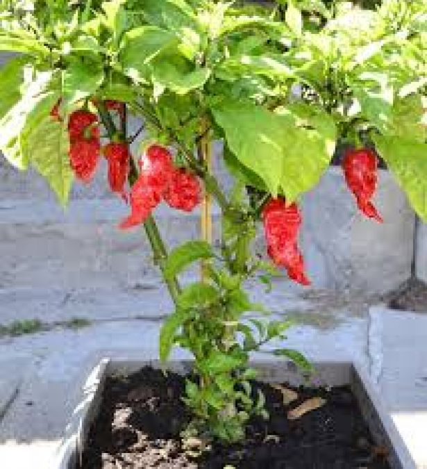 World's hottest chilli grows in America, recorded in Guinness World Record
