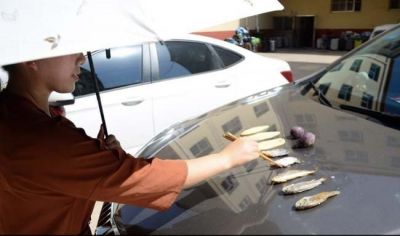 इतनी गर्मी कि महिला ने कार के बोनट पर पका लीं मछलियां