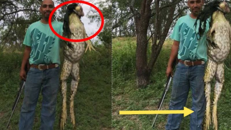 टेक्सास में पाया गया इंसान जितना लम्बा मेंढक, फोटो हो रही वायरल