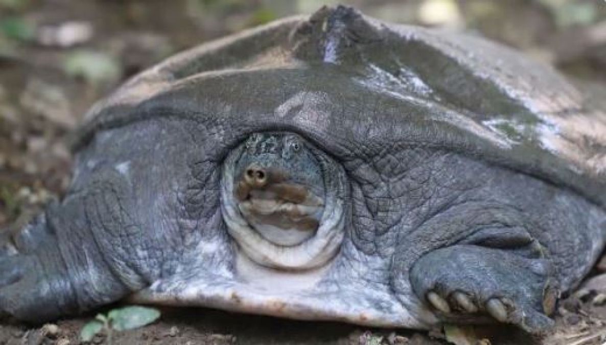 Chips are made from the body parts of this turtle, price will shock you