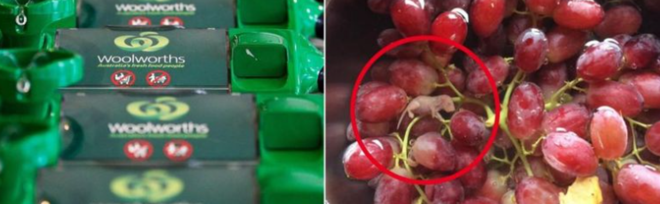 Woman finds mouse fetus in grapes packet she bought from supermarket