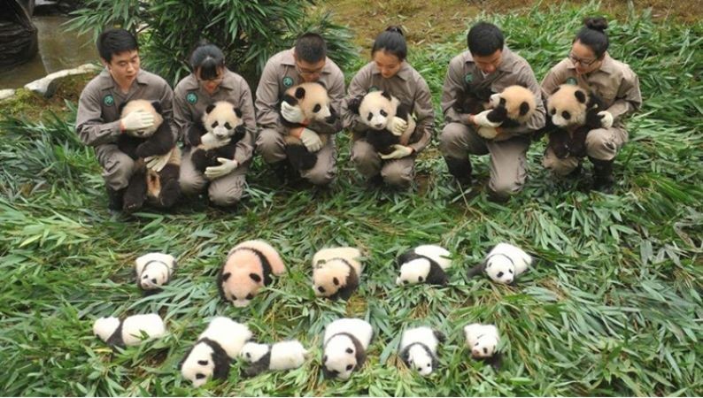 लोगों के दिलों को जीत रहे ये बेबी पांडा