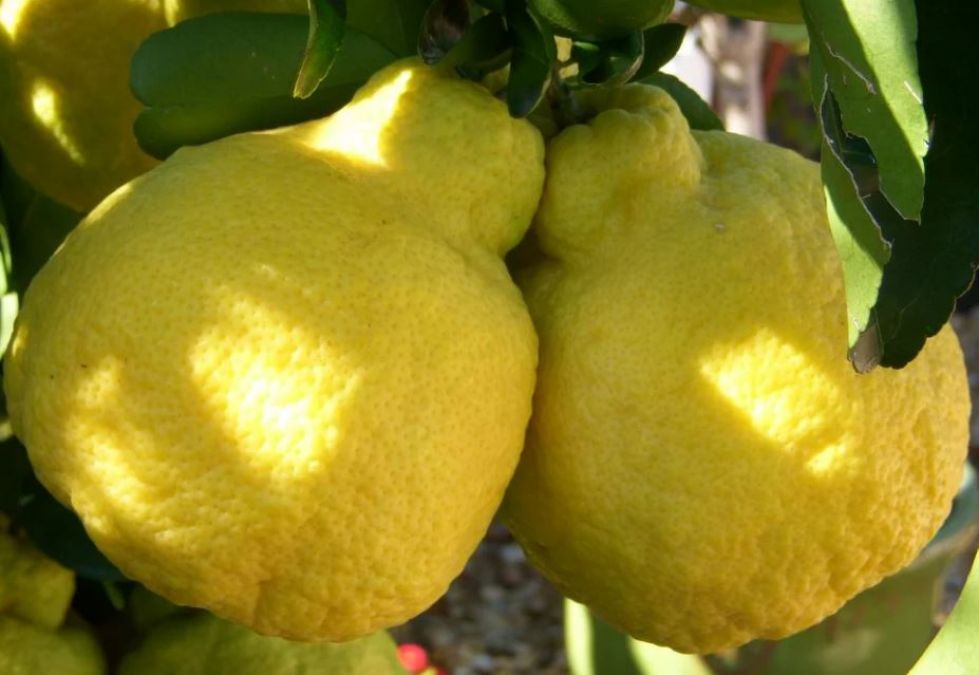 Here a lemon worth in the thousands, loudly sell in the market