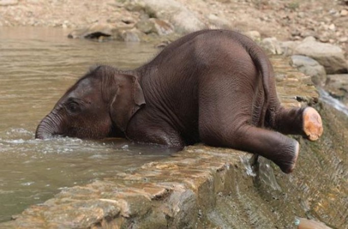 Cute video of baby elephant enjoying a bath goes viral
