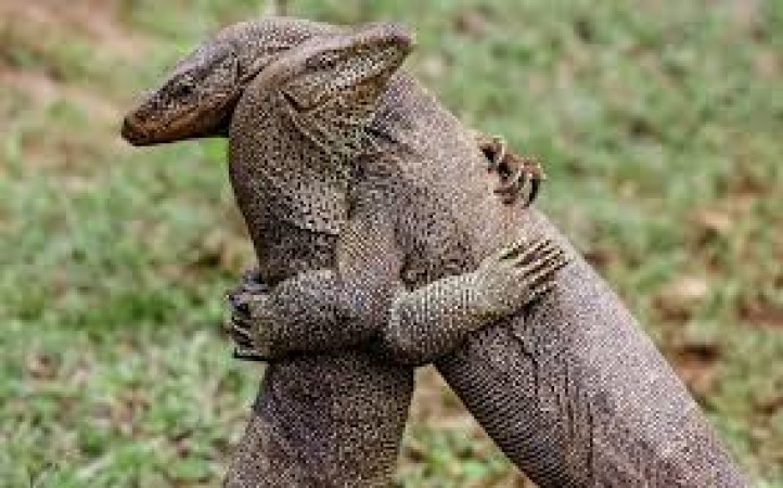 two lizards hug each other like humans, Watch video here