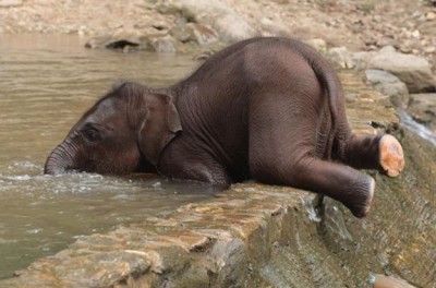 कभी नहीं देखा होगा नन्हे हाथी को ऐसे नहाते हुए, वायरल हुआ वीडियो