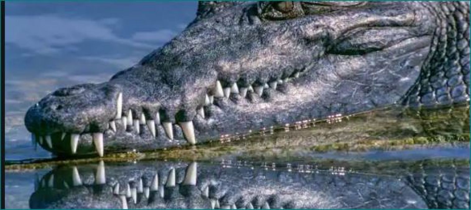 This Crocodile's name is 'Osama bin Laden', so far preyed on 80 people