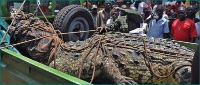 This Crocodile's name is 'Osama bin Laden', so far preyed on 80 people