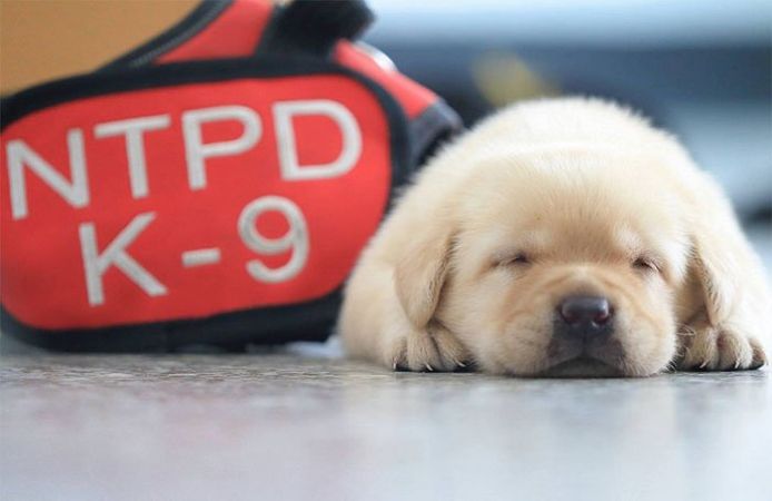 शुरू कर दी गई है इन Puppies की ट्रेनिंग, जल्द ही ताइवान की पुलिस में किया जाएगा एडमिट