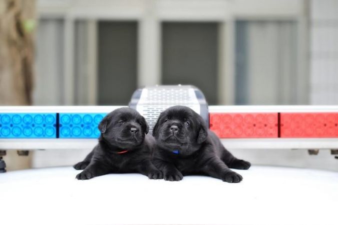 शुरू कर दी गई है इन Puppies की ट्रेनिंग, जल्द ही ताइवान की पुलिस में किया जाएगा एडमिट