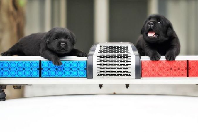 शुरू कर दी गई है इन Puppies की ट्रेनिंग, जल्द ही ताइवान की पुलिस में किया जाएगा एडमिट