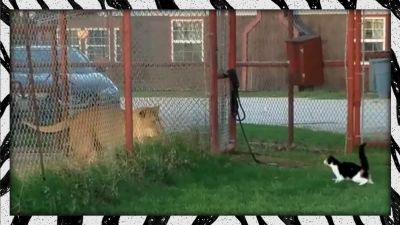 शेरनी को डराते हुए नजर आयी ये छोटी सी बिल्ली, वीडियो हुआ वायरल