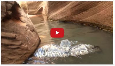 Video : ये उल्लू है स्विमिंग एक्सपर्ट जो पानी में तैरता हुआ नज़र आया
