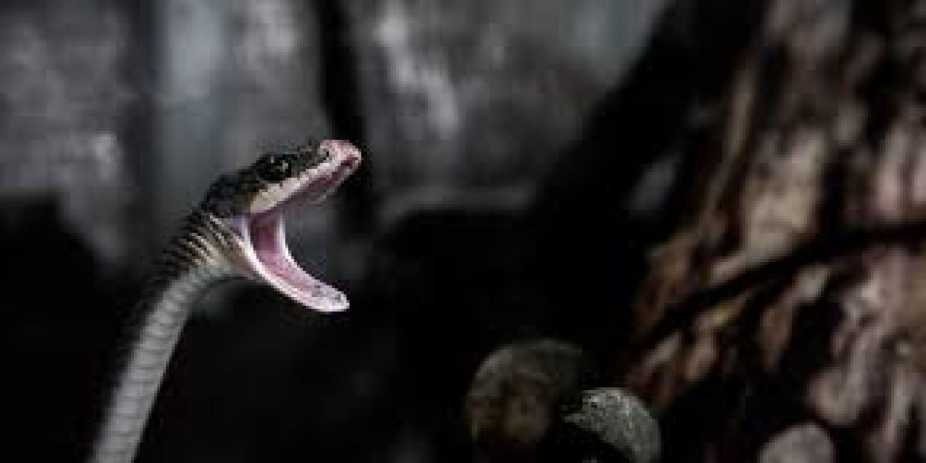 21 poisonous snakes are given as dowry in this community